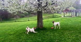 Amandas pet resort pocono heights road Amandas pet resort pocono heights road